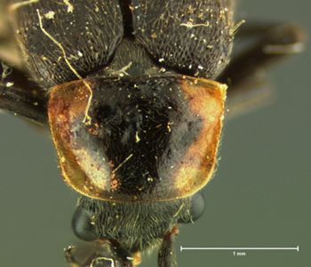 Media type: image;   Entomology 3391 Aspect: pronotum dorsal